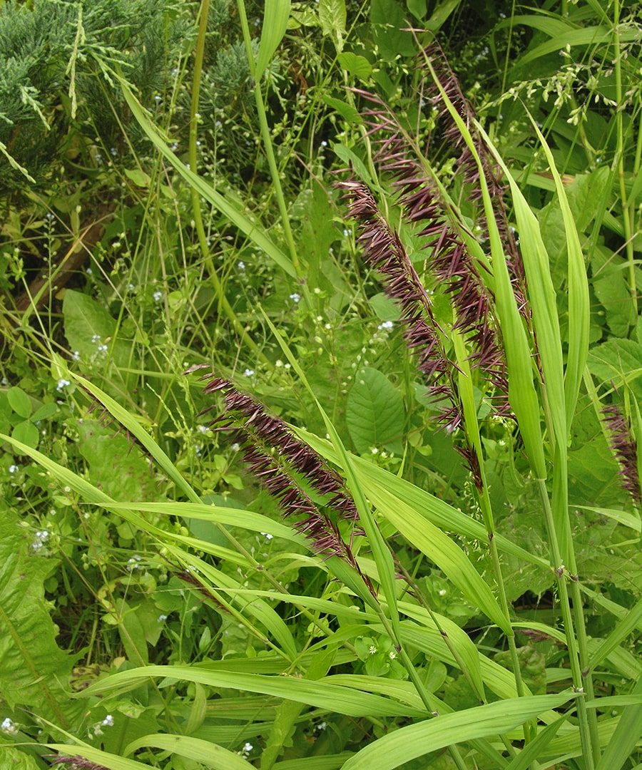 Image of Melica altissima specimen.