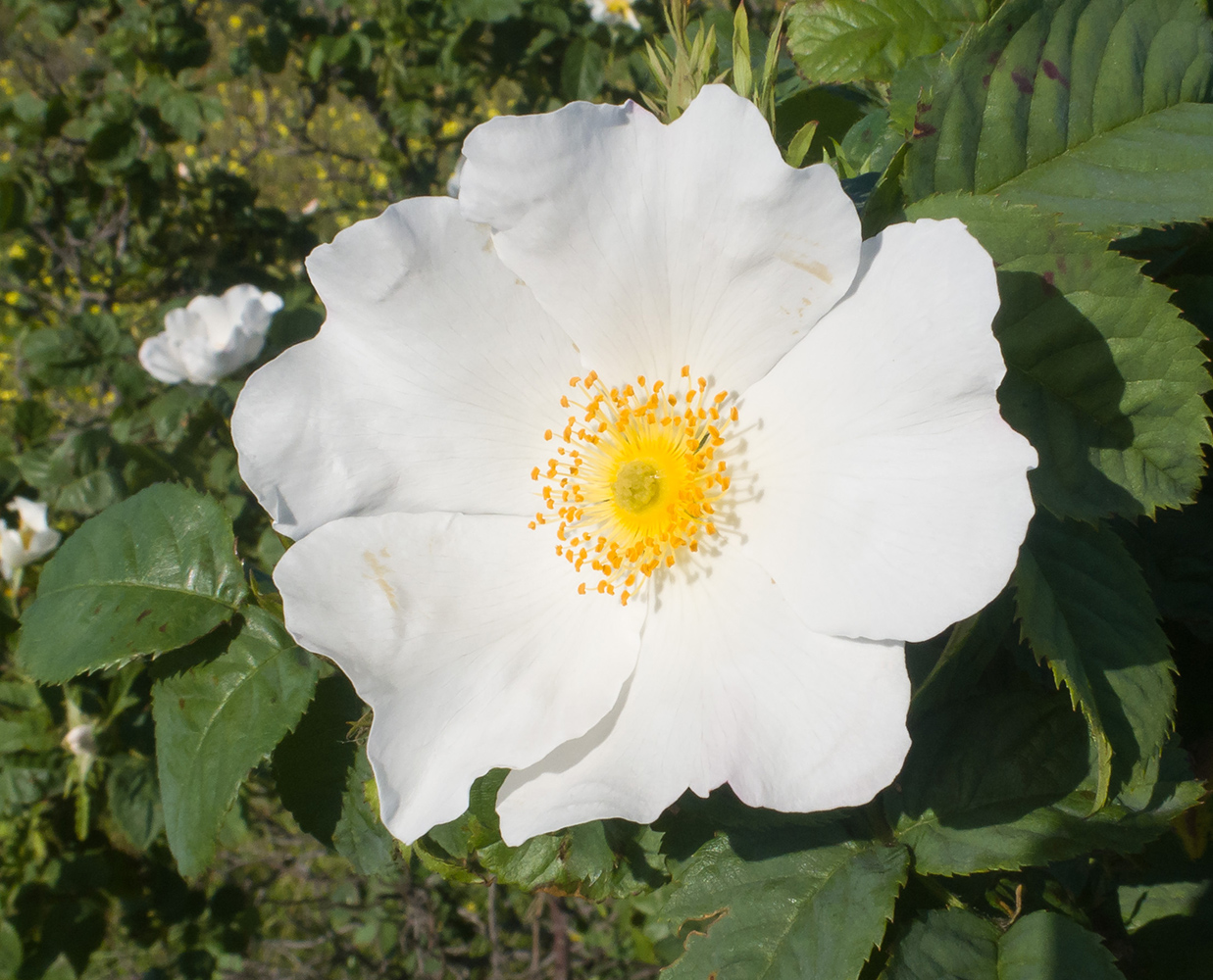 Image of Rosa corymbifera specimen.