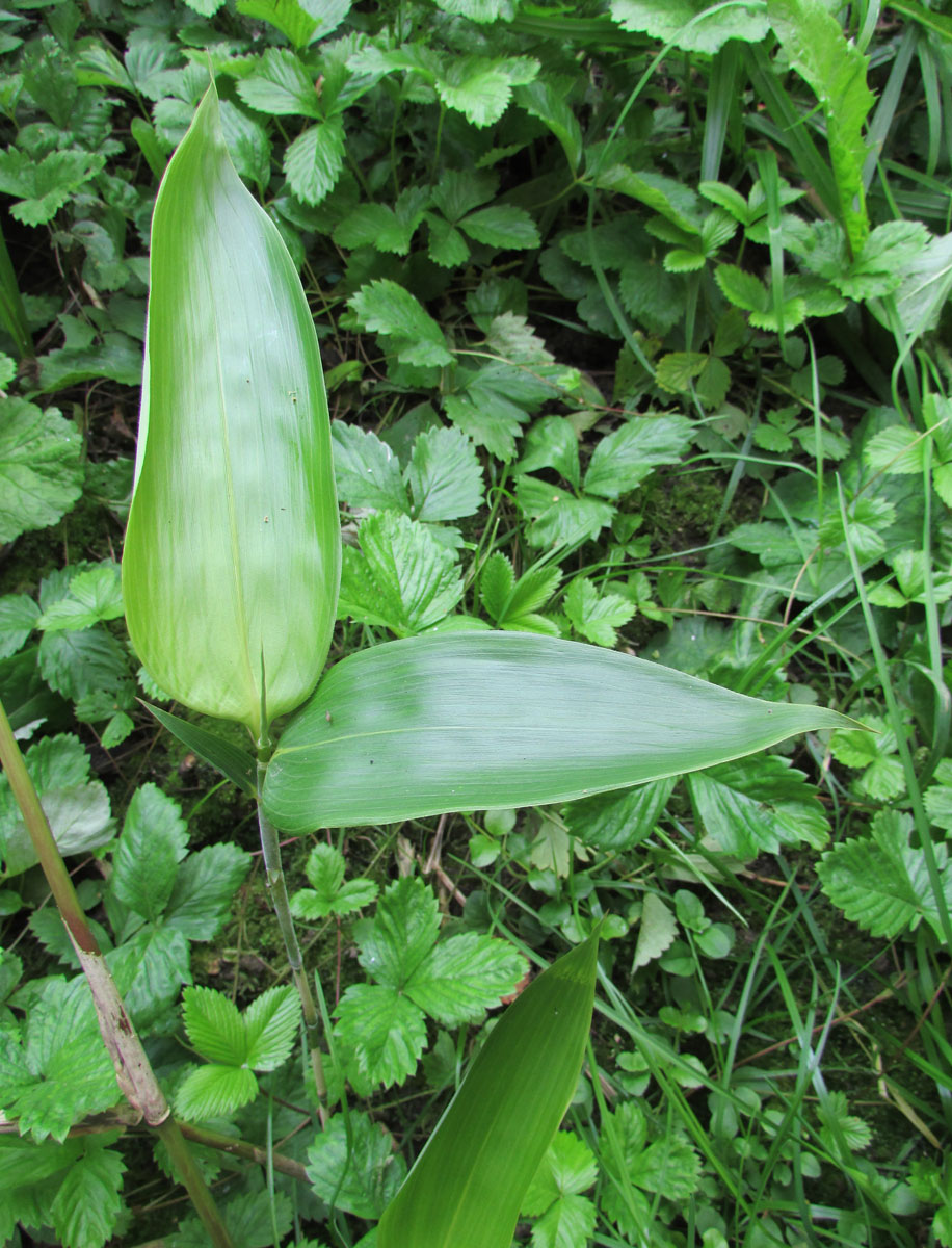 Image of Sasa veitchii specimen.