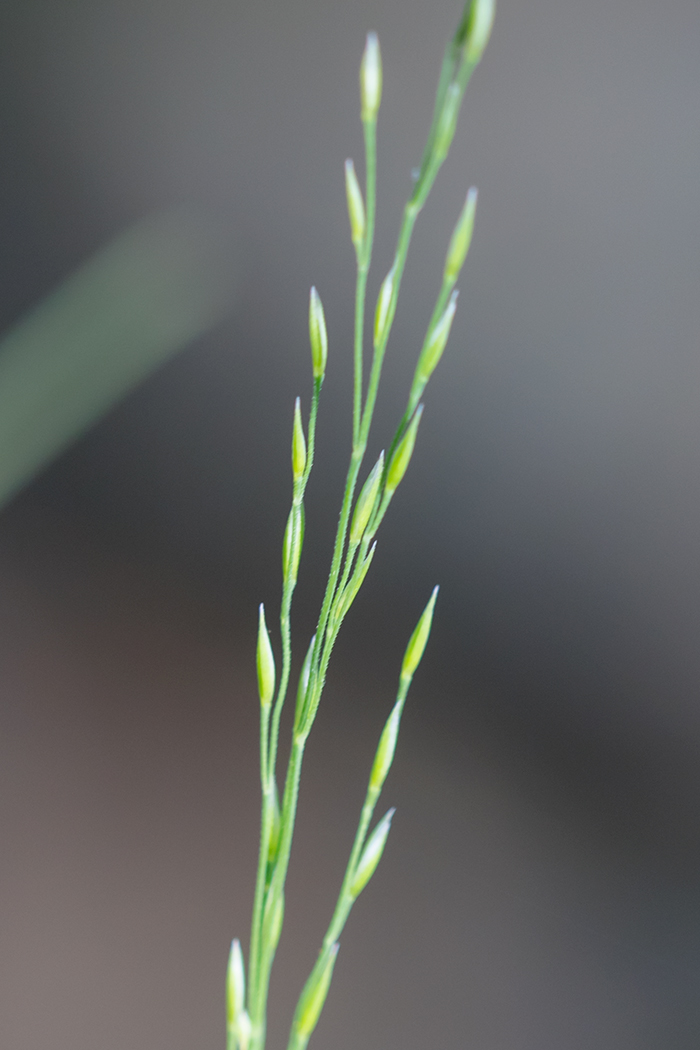 Image of Poa nemoralis specimen.