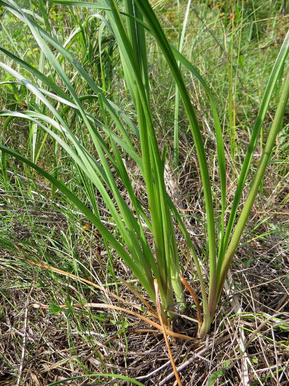 Image of Allium angulosum specimen.