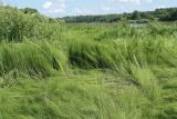 Equisetum fluviatile. Заросли (с участием Typha и Carex acuta), частично поваленные ветром. Псковская обл., Псковский р-н, окр. дер. Филатова Гора; берег р. Великая. 29.07.2021.