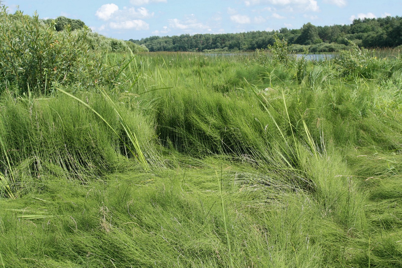 Изображение особи Equisetum fluviatile.