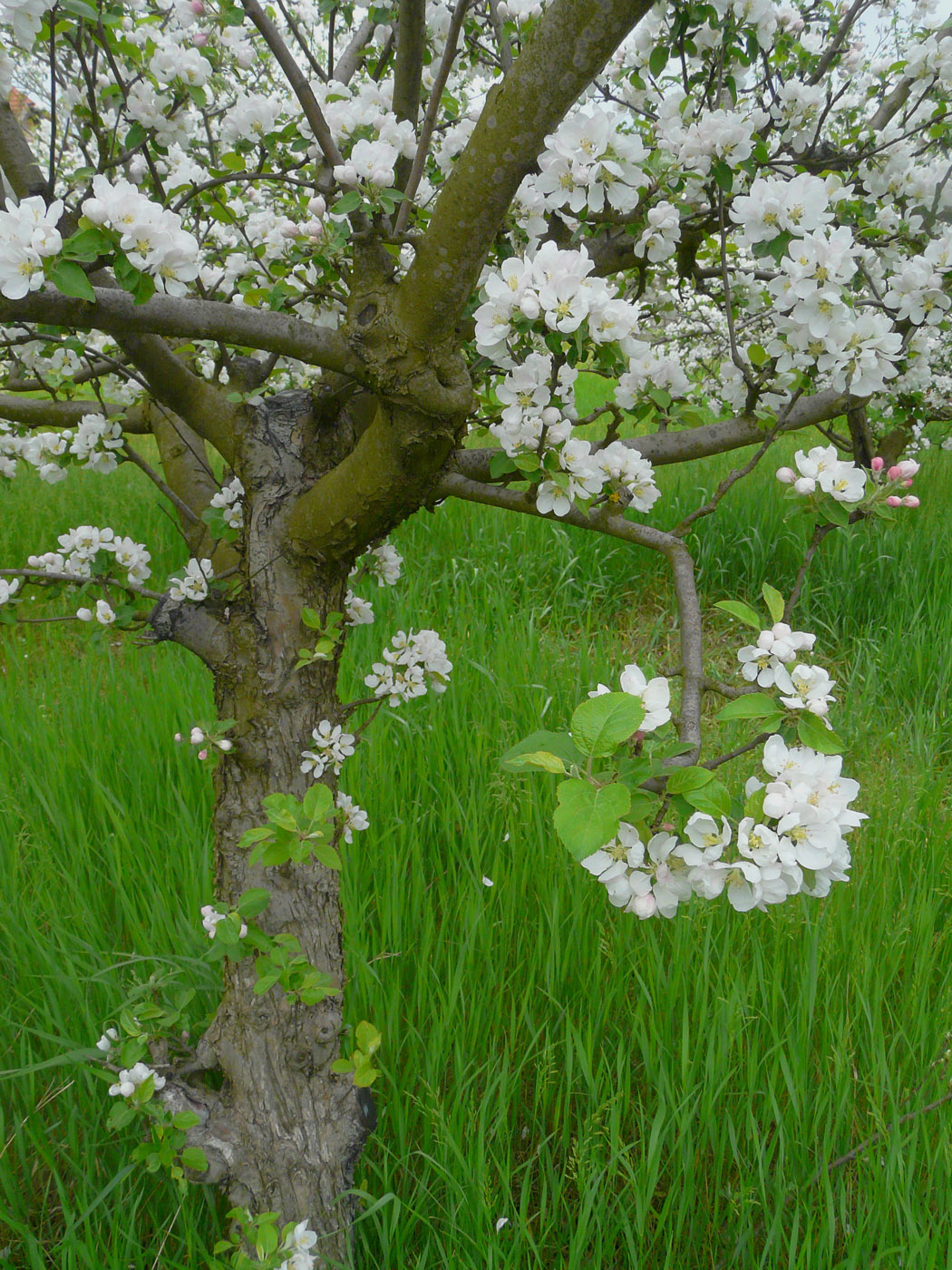 Изображение особи Malus domestica.