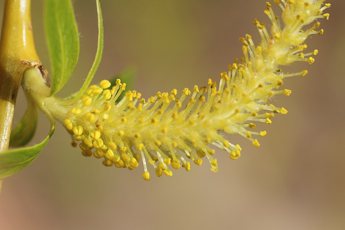 Image of Salix babylonica specimen.