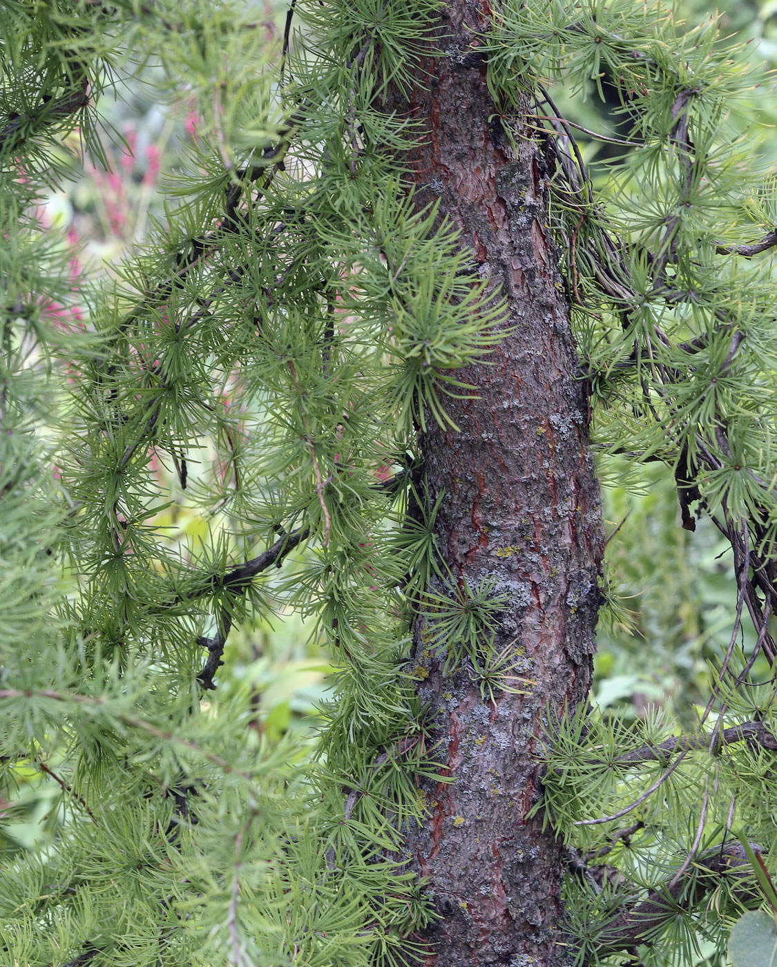 Изображение особи Larix kaempferi.