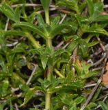 семейство Aizoaceae