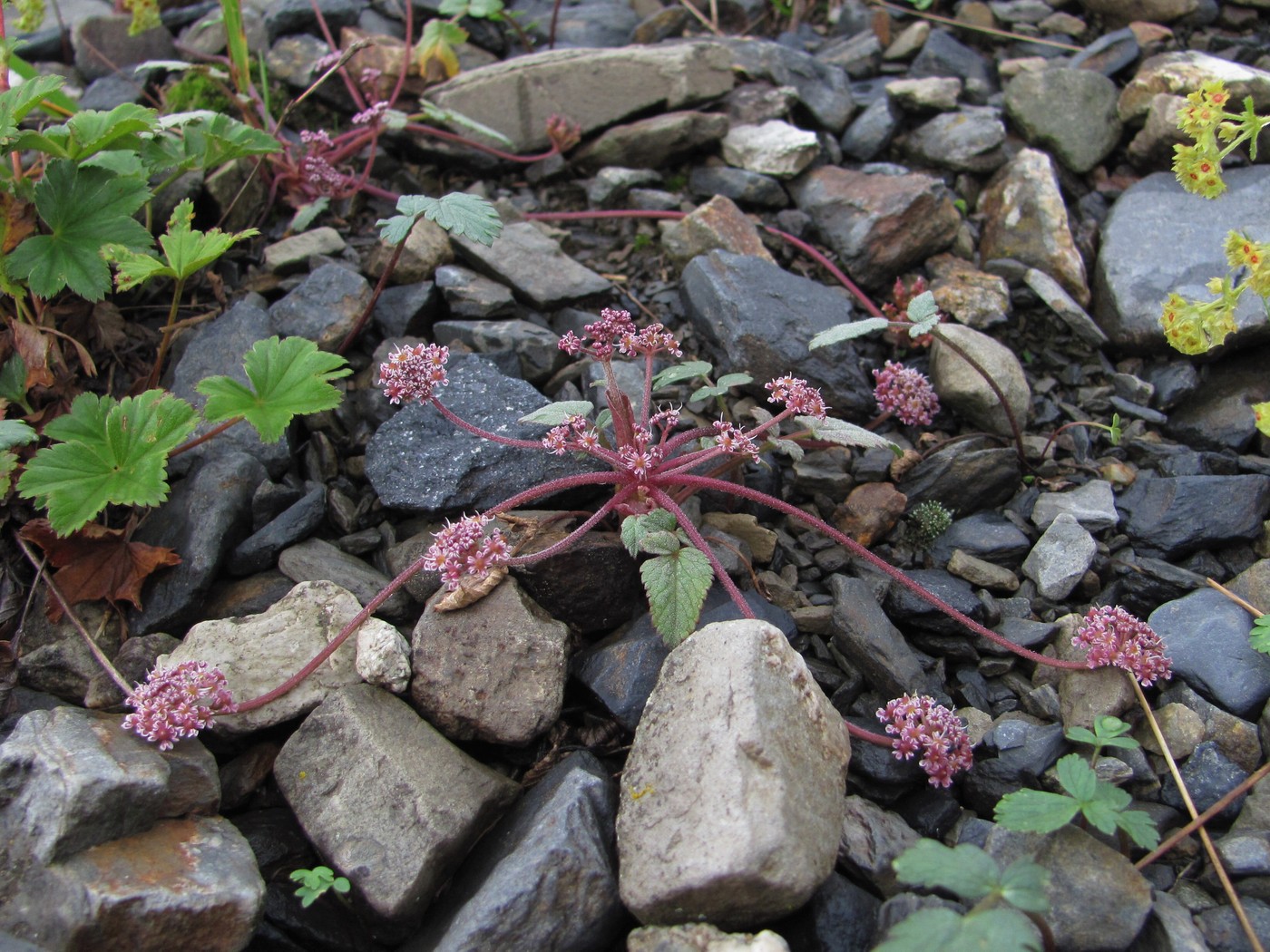 Image of Symphyoloma graveolens specimen.