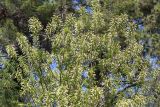 Padus virginiana. Крона цветущего растения. Абхазия, г. Сухум, Сухумский ботанический сад, в культуре. 14.05.2021.