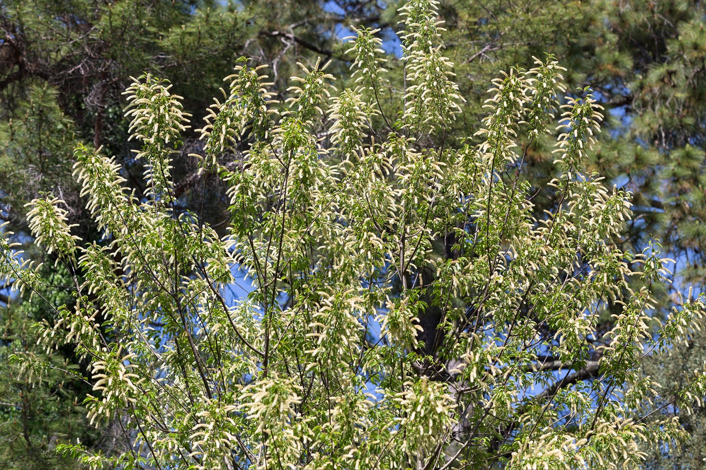 Image of Padus virginiana specimen.