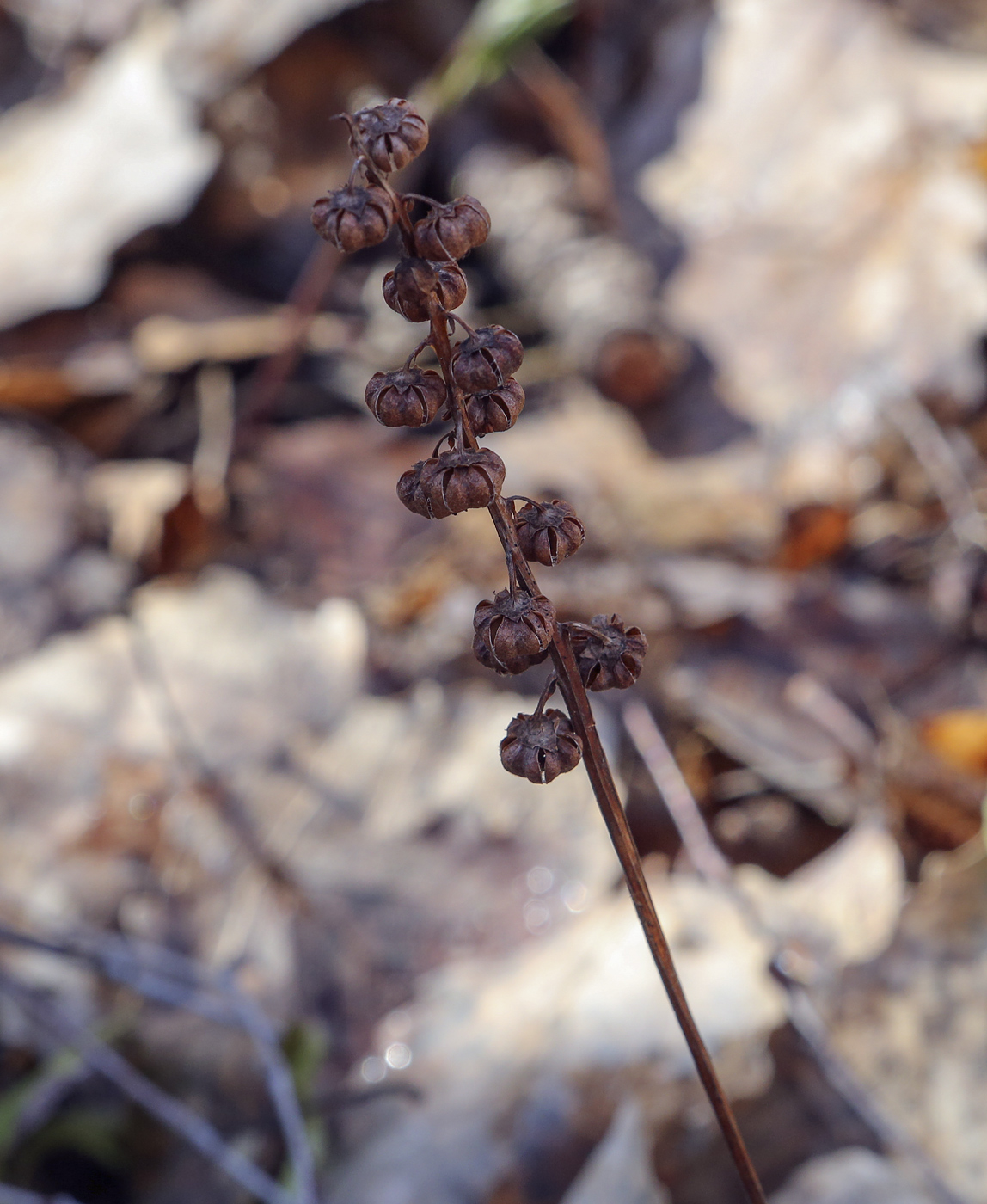 Image of genus Pyrola specimen.