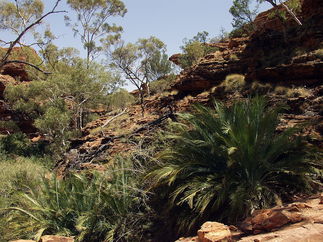 Image of Macrozamia macdonnellii specimen.