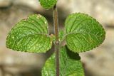 Clinopodium menthifolium. Листья (C. officinalis Moench.). Республика Абхазия, Новый Афон. 20.08.2009.