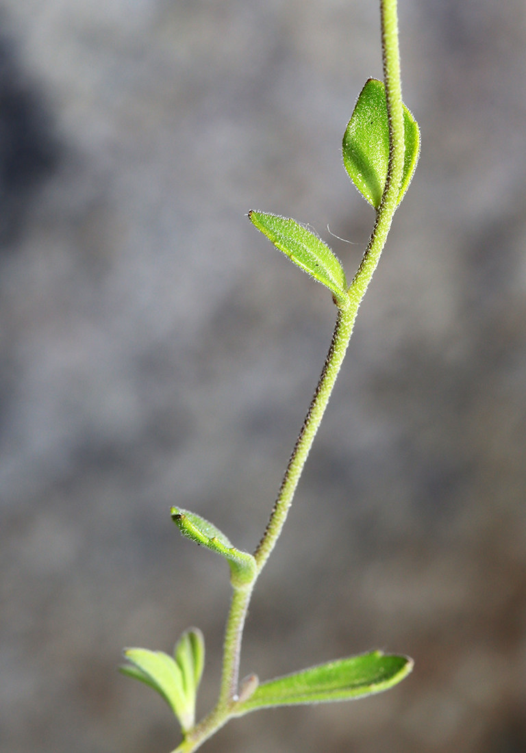 Image of Draba cardaminiflora specimen.