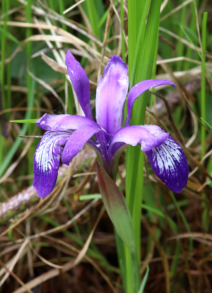 Изображение особи Iris ruthenica.