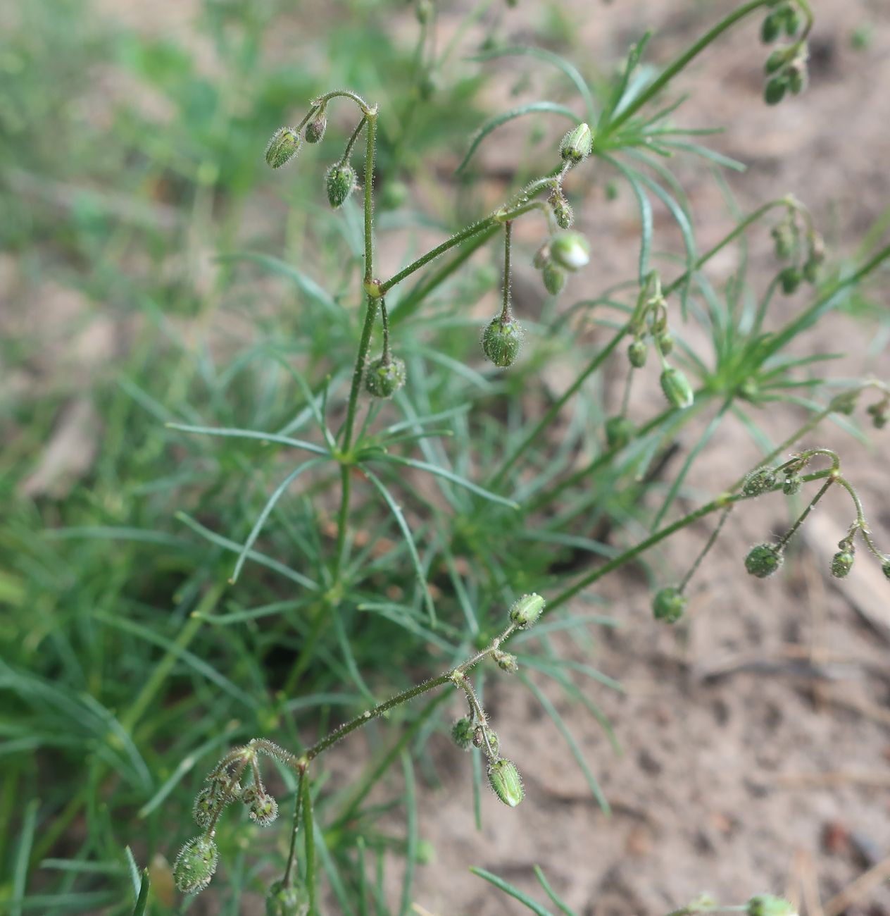 Image of Spergula arvensis specimen.