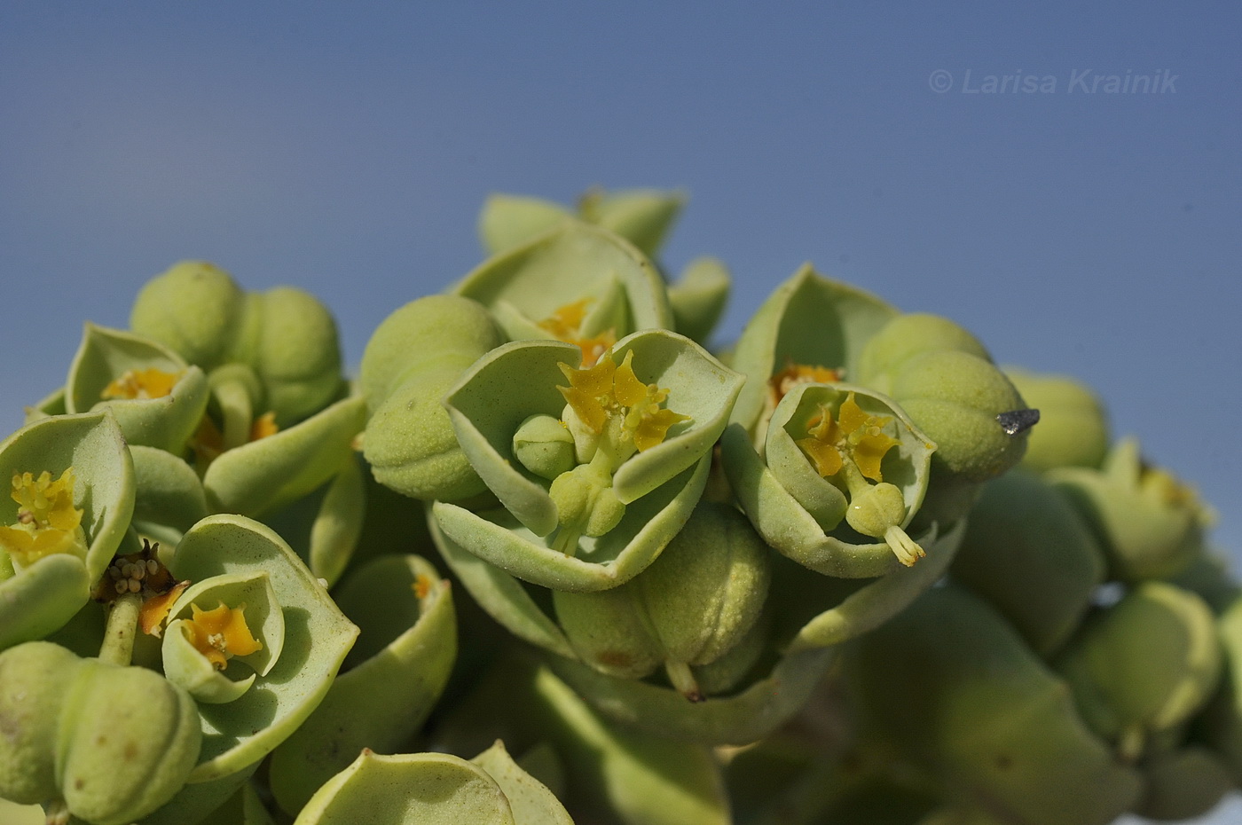 Изображение особи Euphorbia paralias.