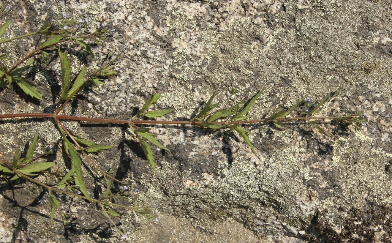 Image of Amethystea caerulea specimen.