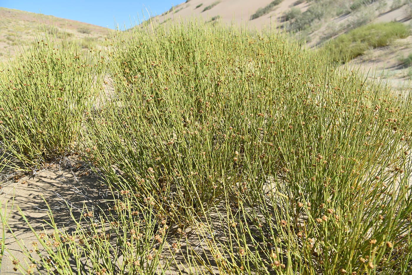 Image of Ephedra przewalskii specimen.