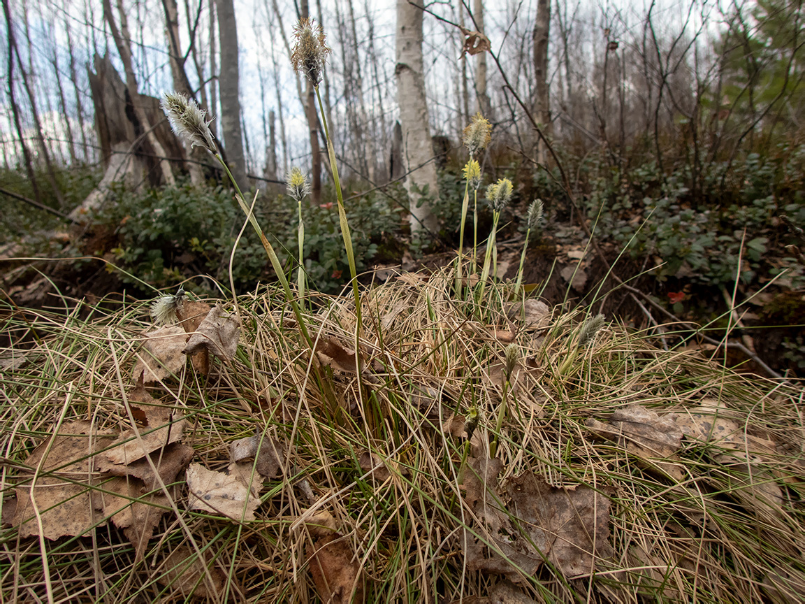 Изображение особи Eriophorum vaginatum.