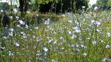 Cichorium intybus