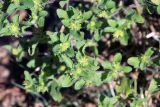 Смотреть изображение Acanthospermum hispidum