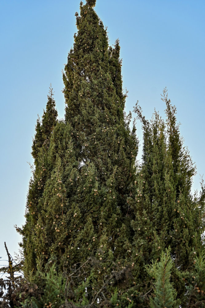 Изображение особи Cupressus sempervirens.