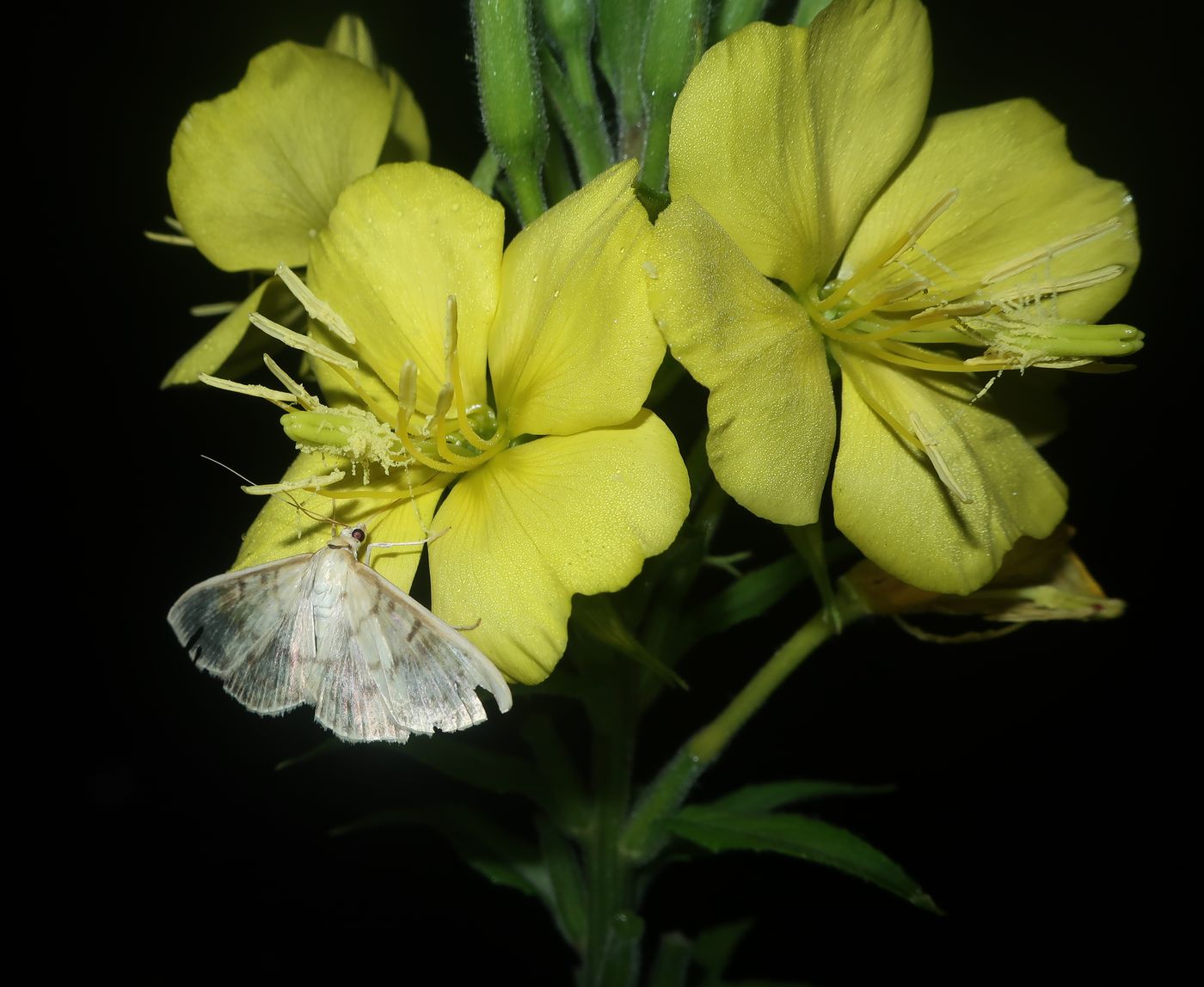 Изображение особи Oenothera biennis.