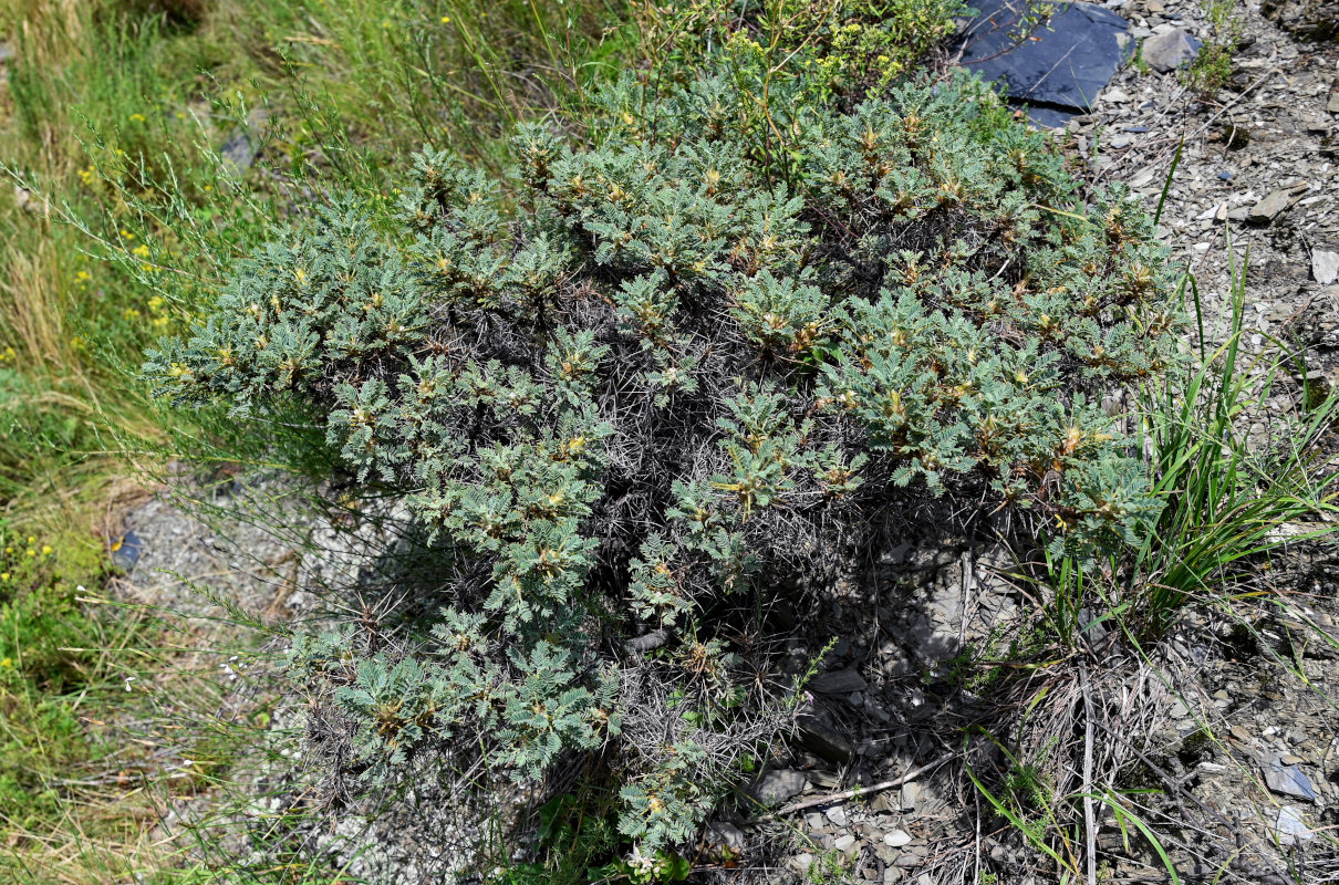 Изображение особи Astragalus denudatus.