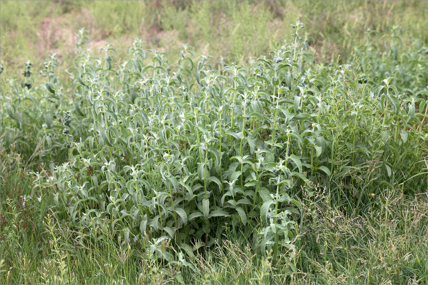 Изображение особи род Mentha.