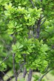 Quercus wutaishanica