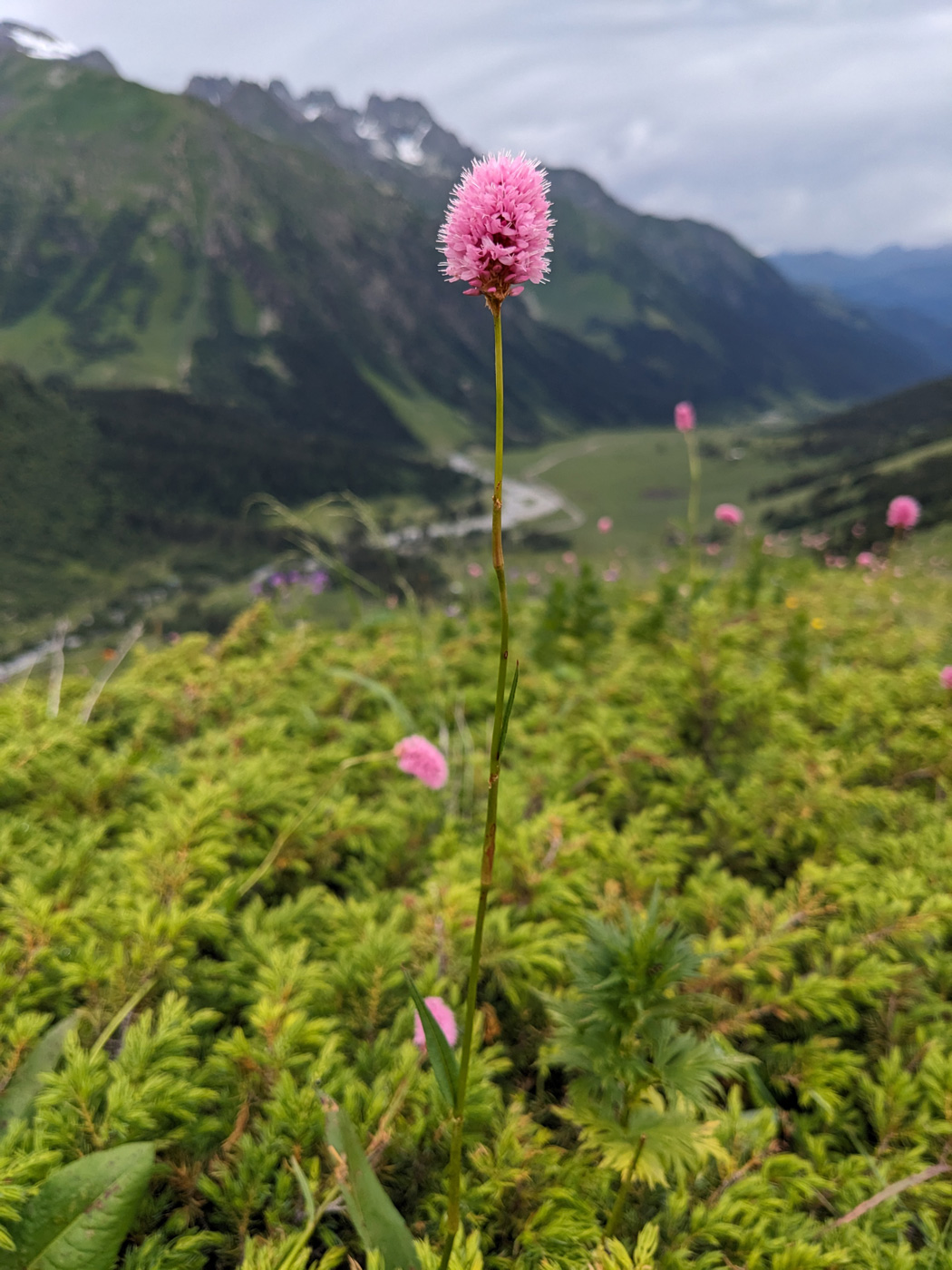 Изображение особи Bistorta carnea.