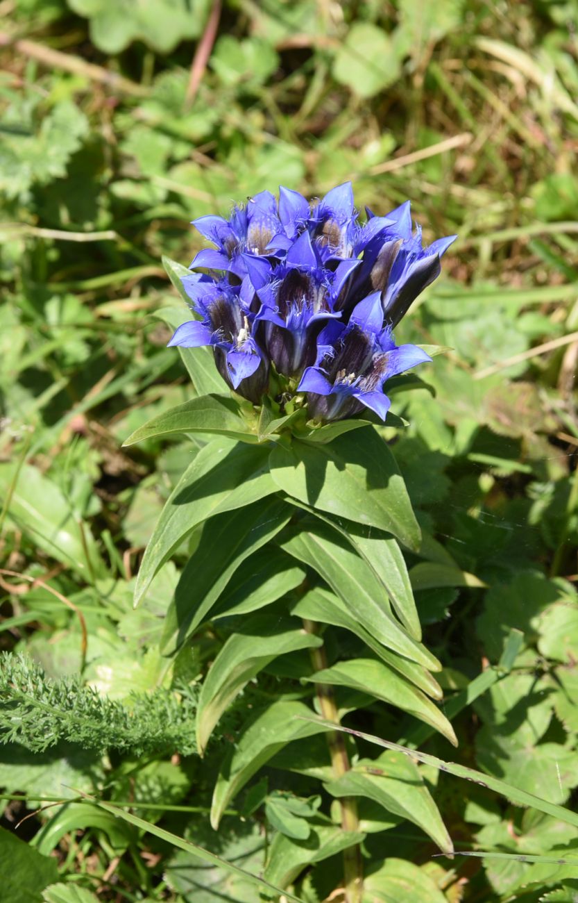 Изображение особи Gentiana septemfida.