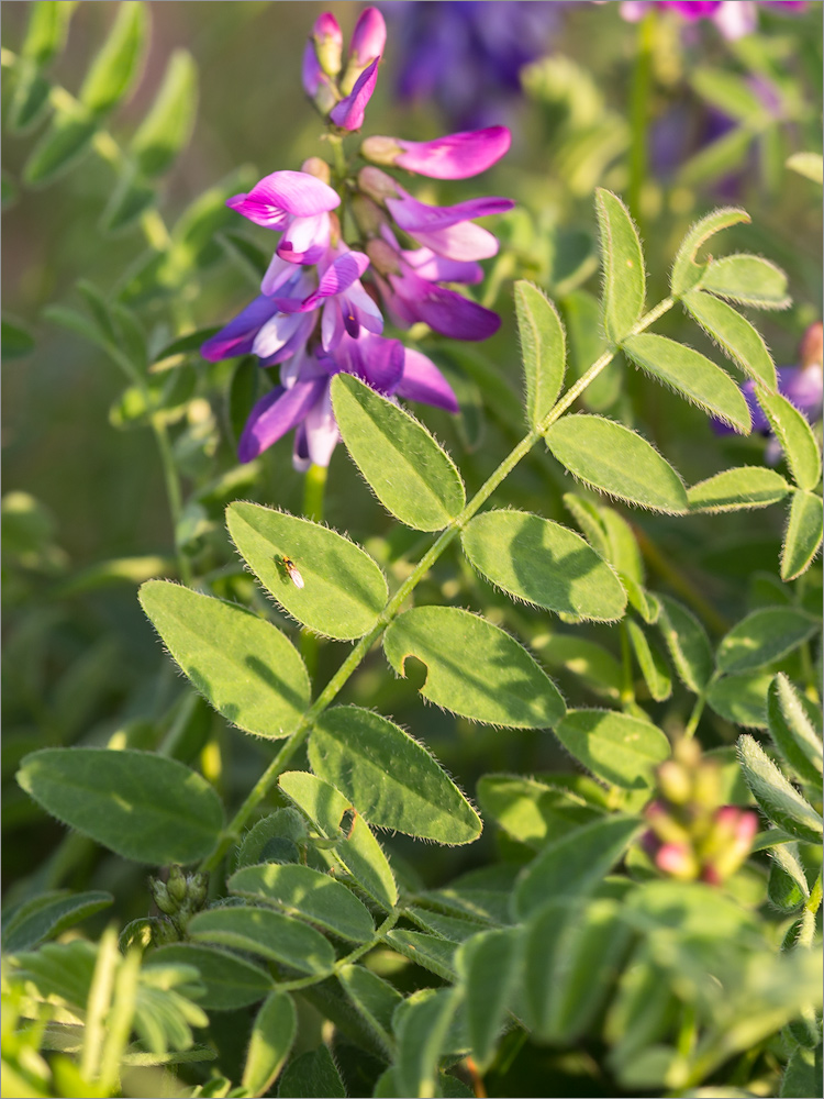 Image of Astragalus subpolaris specimen.