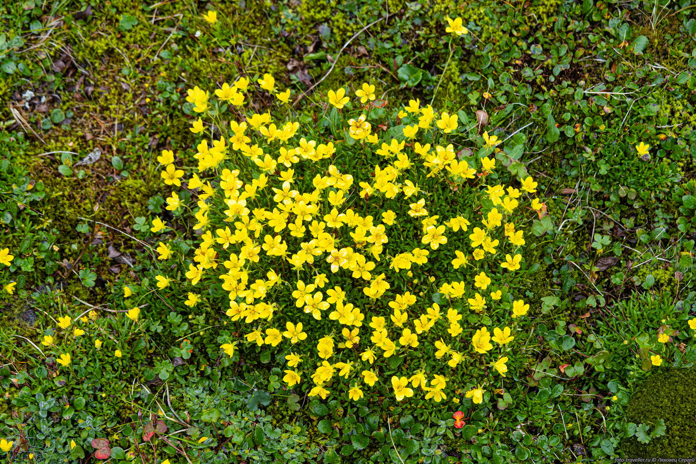 Изображение особи род Saxifraga.