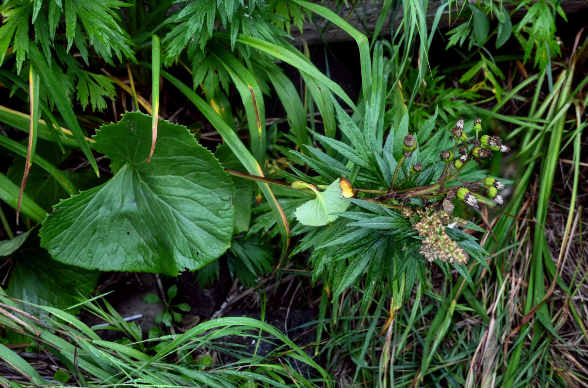 Изображение особи Ligularia hodgsonii.