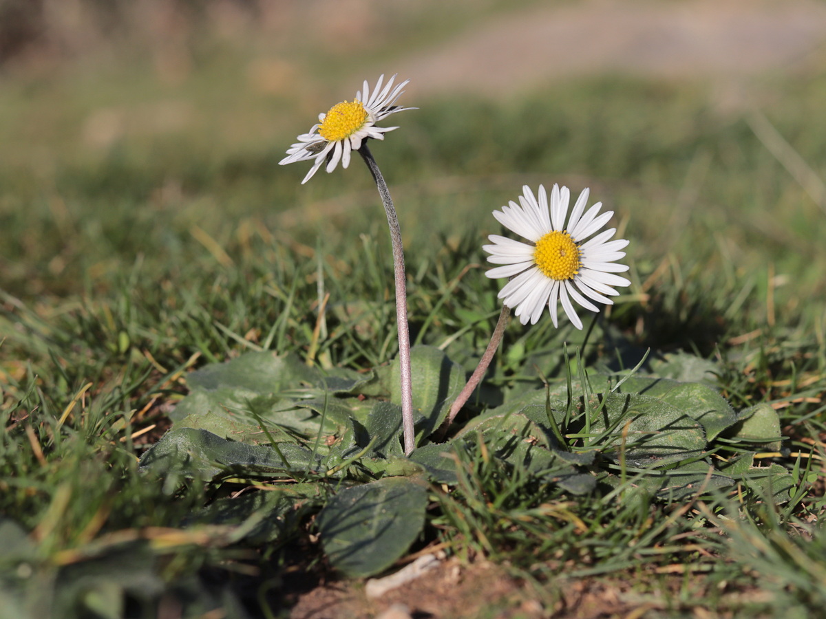 Изображение особи Bellis sylvestris.