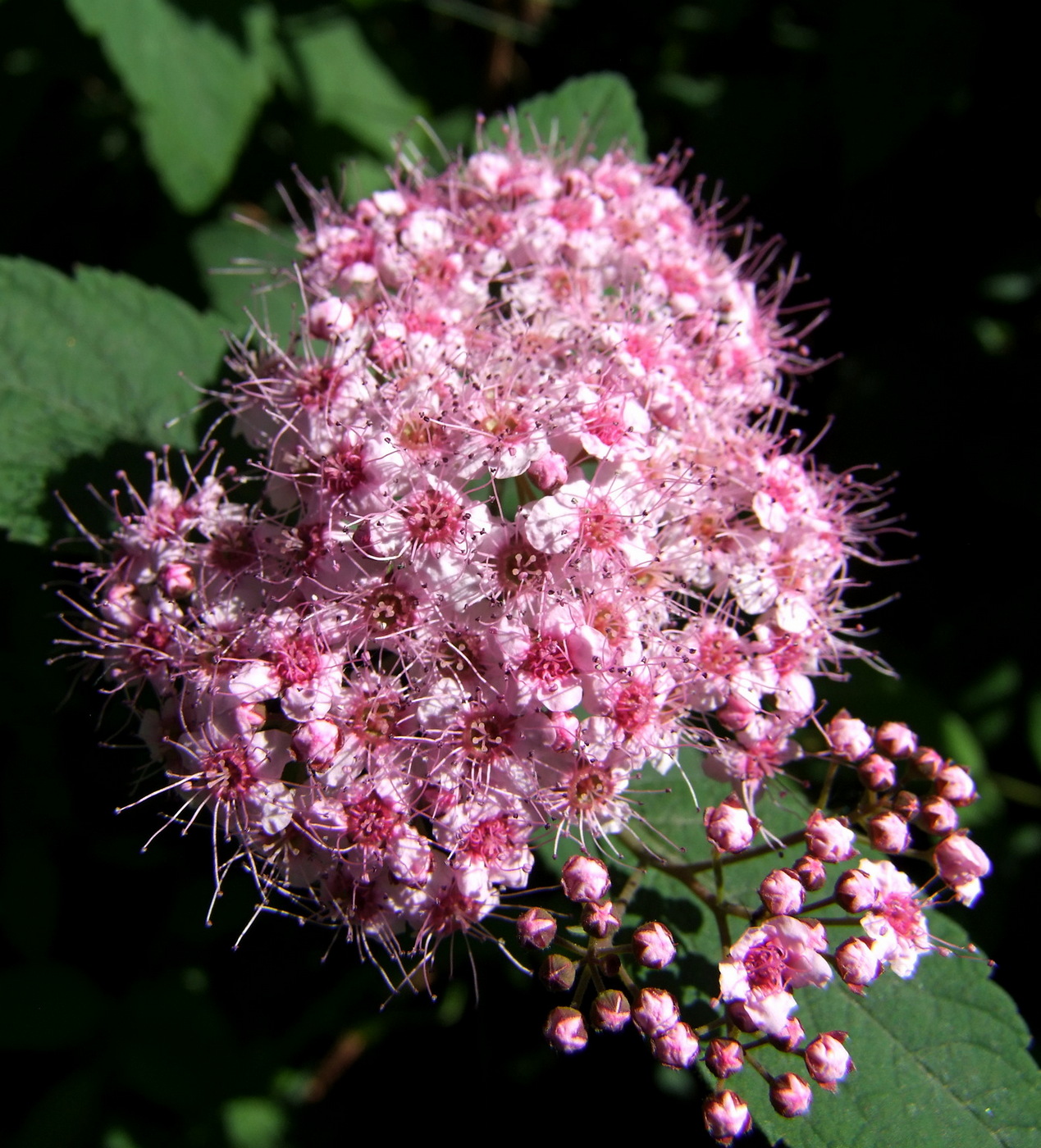 Image of Spiraea japonica specimen.