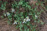 Capparis herbacea. Цветущее растение. Грузия, г. Тбилиси, сухой склон. 10.06.2023.