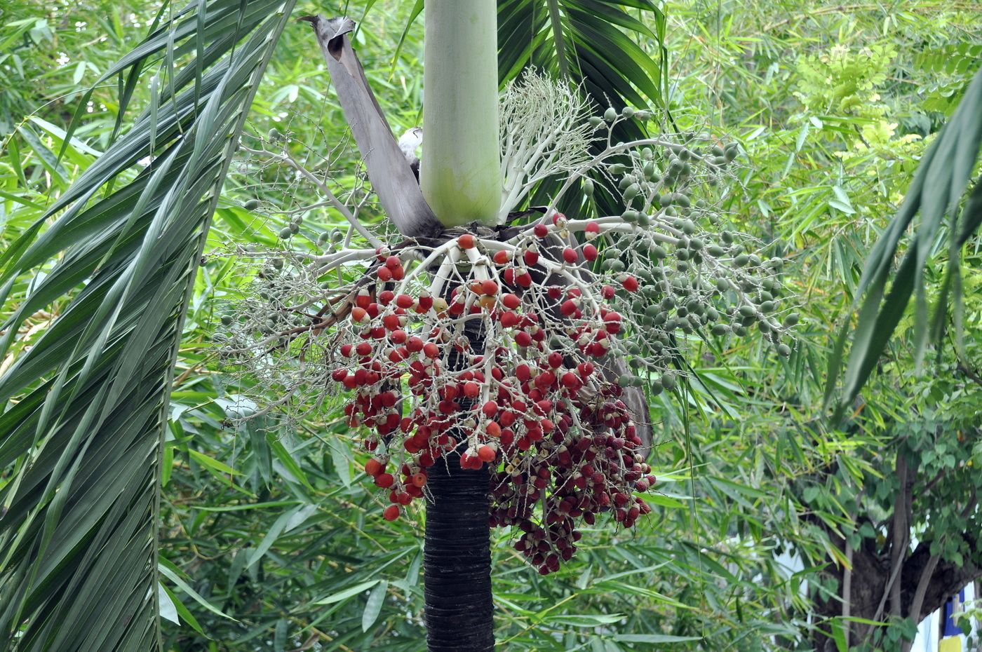 Image of Areca catechu specimen.