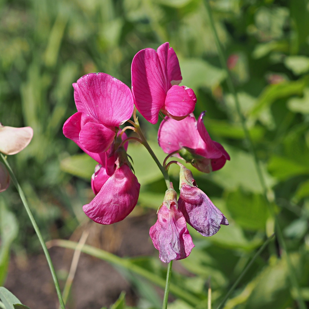 Изображение особи Lathyrus tuberosus.