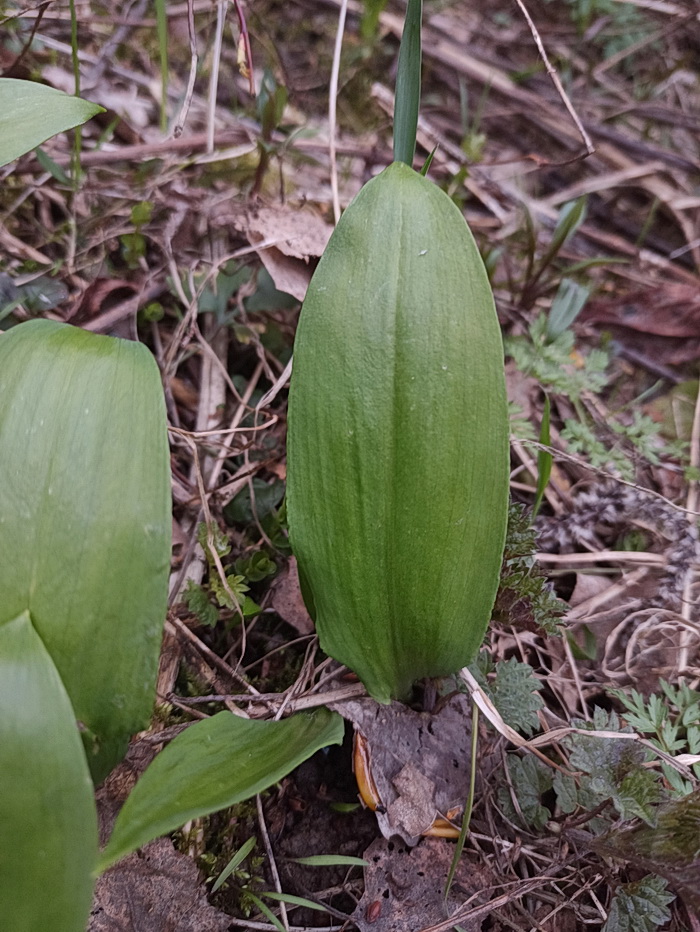 Image of Allium ursinum specimen.