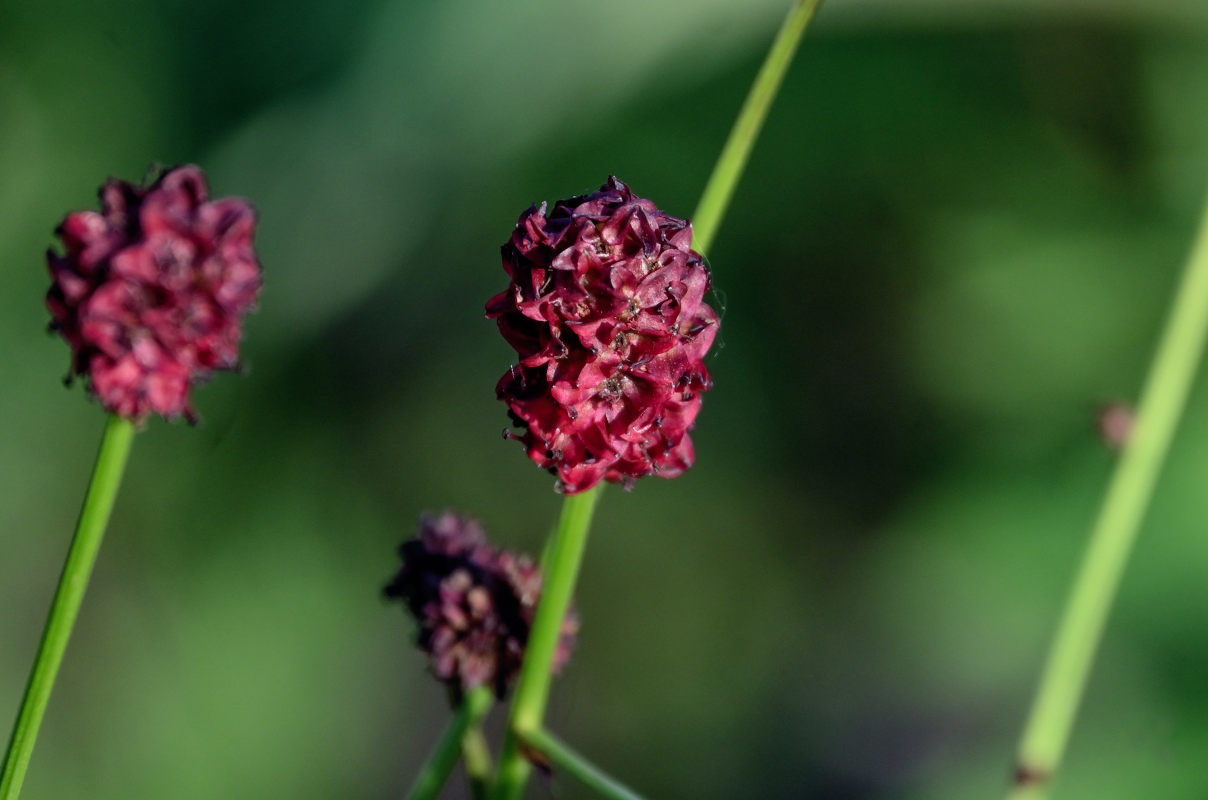 Изображение особи Sanguisorba officinalis.