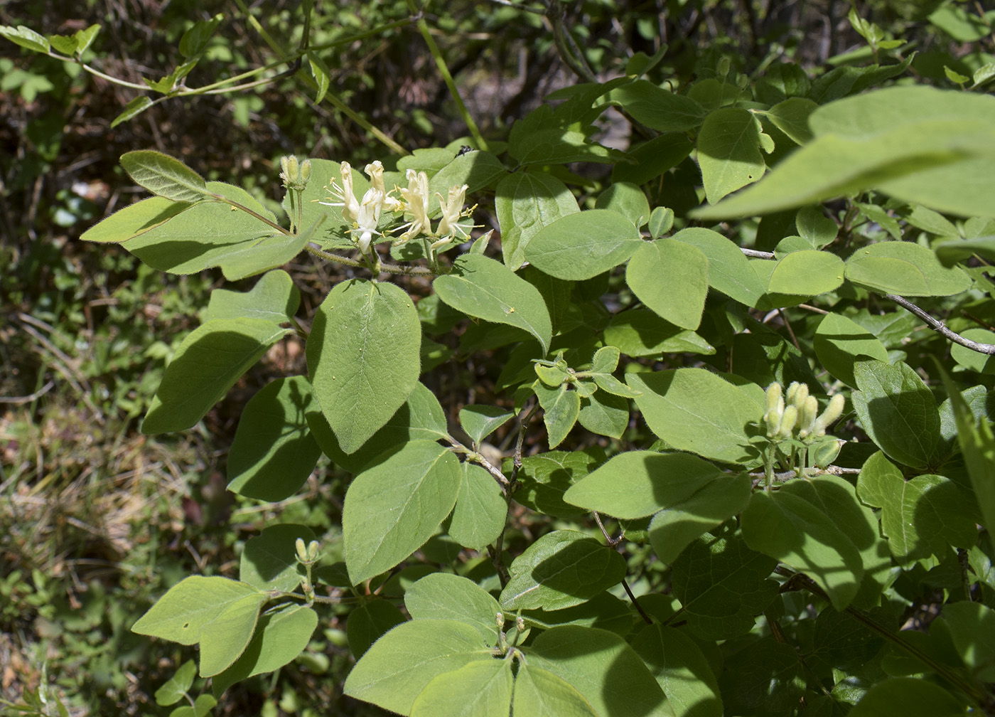 Изображение особи Lonicera xylosteum.