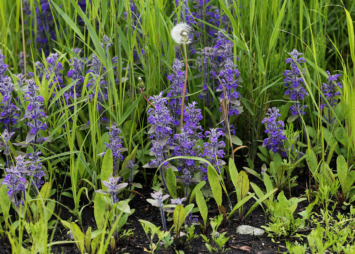 Image of Ajuga multiflora specimen.