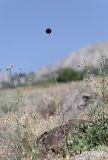 Allium atroviolaceum. Цветущее растение в трещине камня в окружении Centaurea salonitana. Крым, окр. Феодосии, Лисья бухта, степной склон. 5 июня 2024 г.