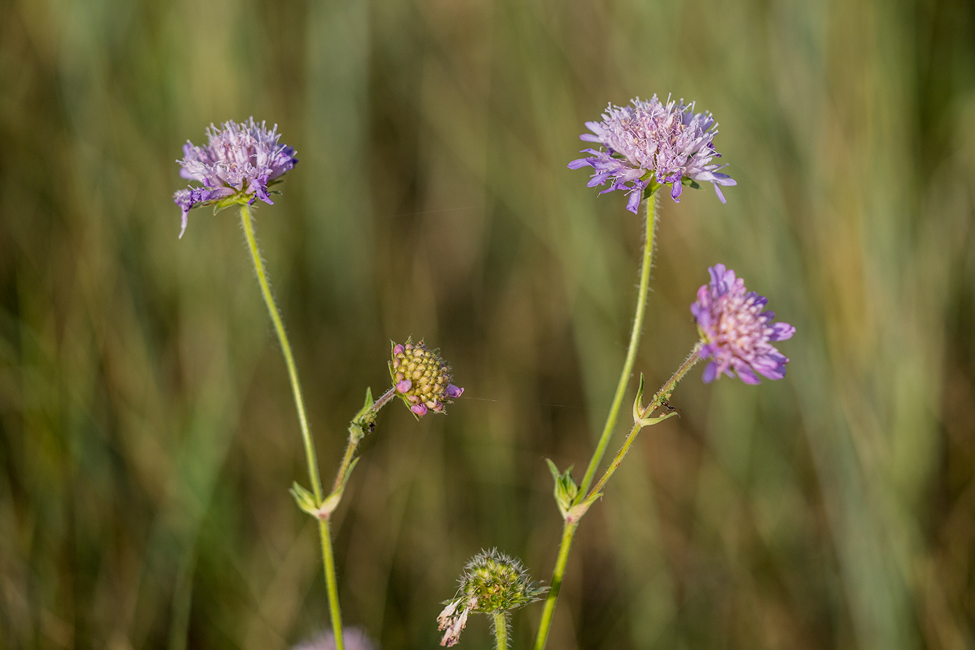 Image of Knautia arvensis specimen.