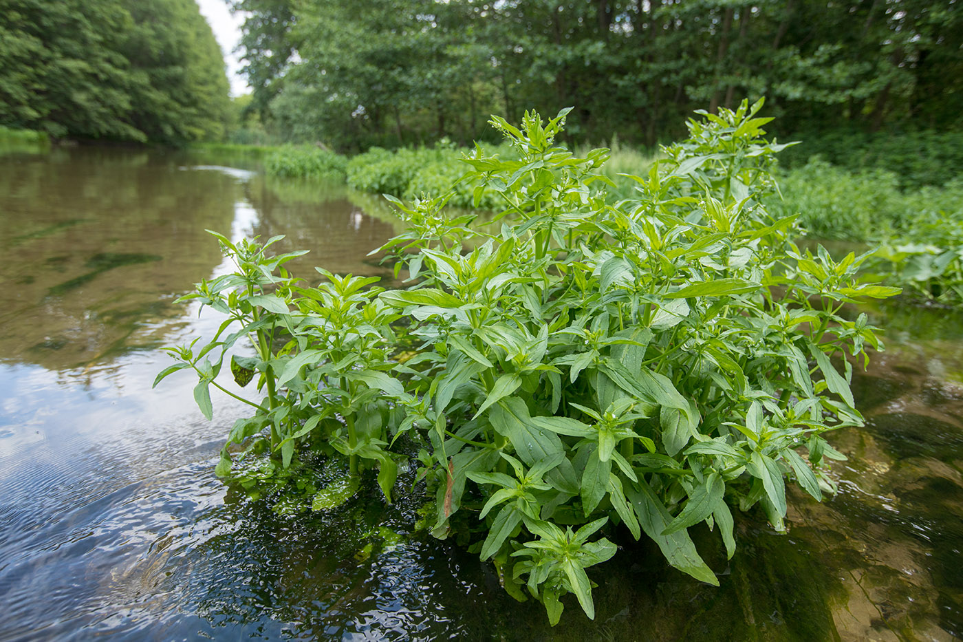 Image of Veronica anagallis-aquatica specimen.