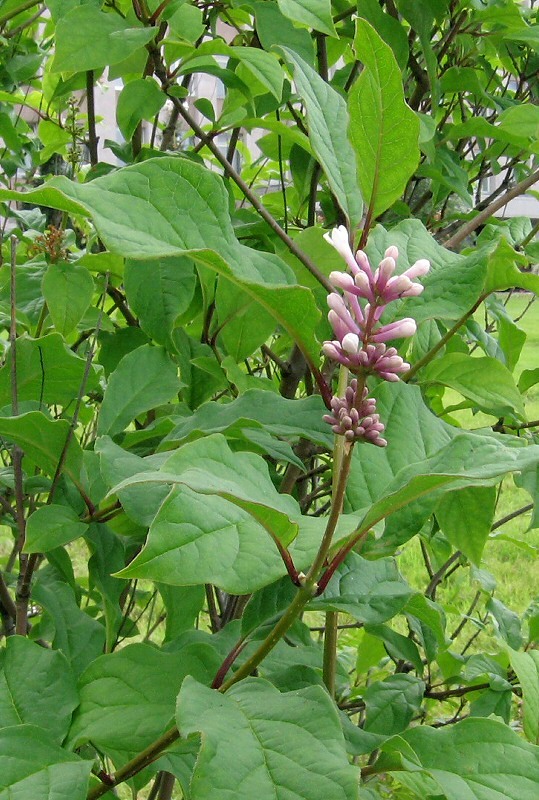 Image of Syringa josikaea specimen.