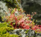 Geranium lucidum